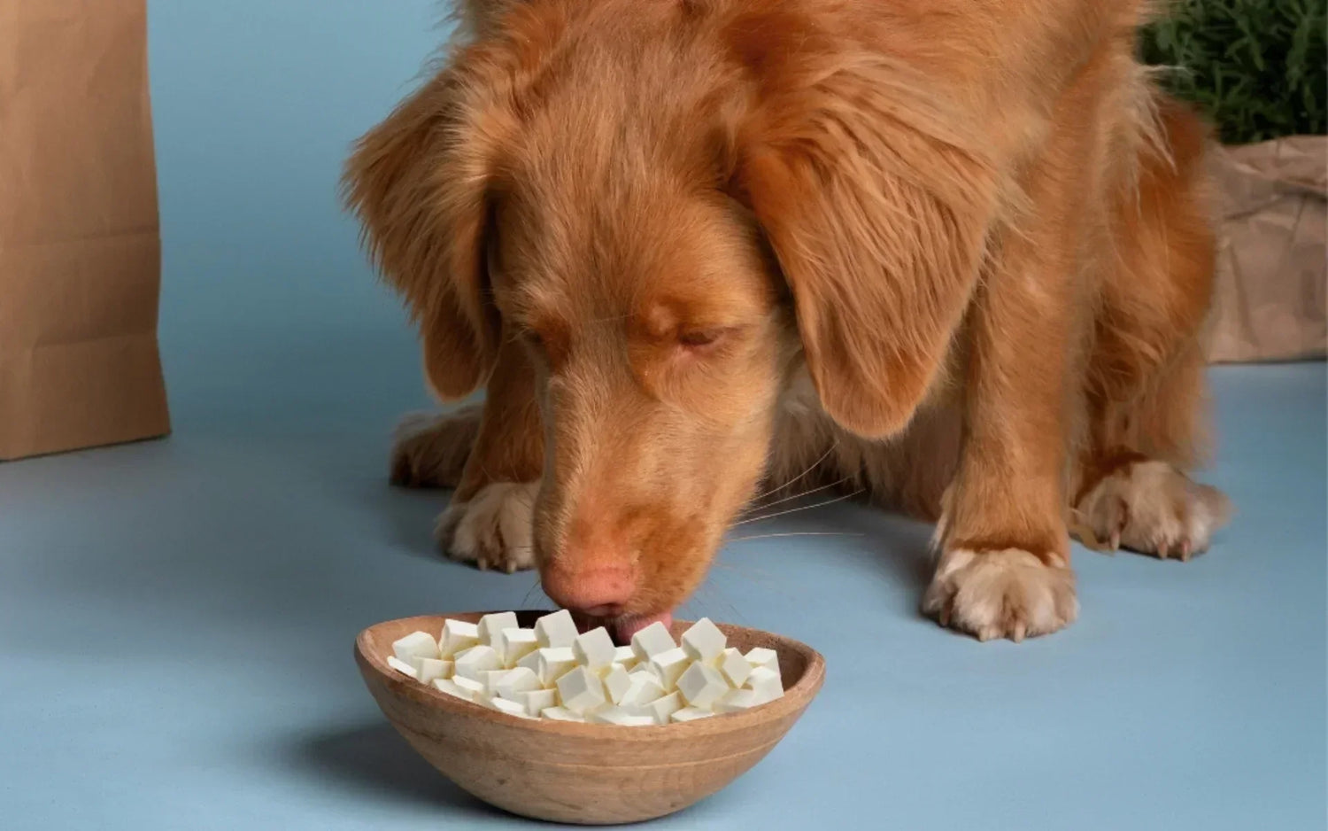 Dürfen Hunde Tofu essen?